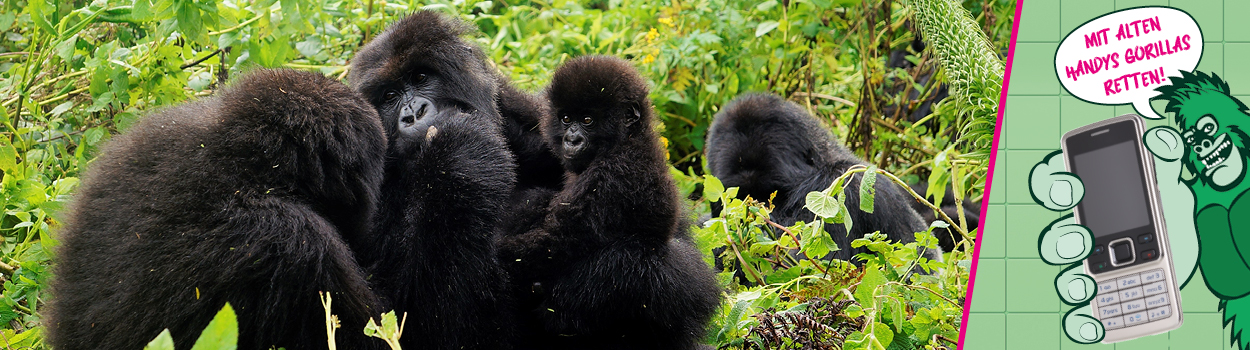 Mit alten Handys Gorillas retten – eine Handysammelaktion von RUEHE ecoClean